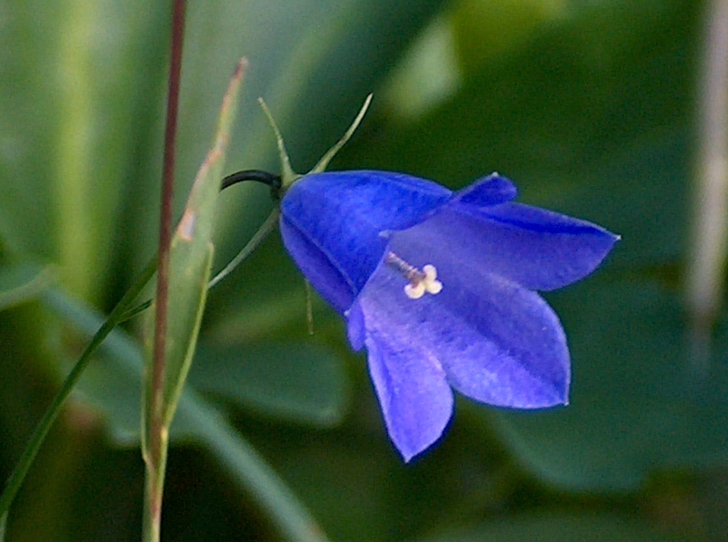 گل استکانی